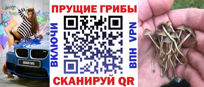 Псилоцибиновые грибы Cubensis  Бийск 